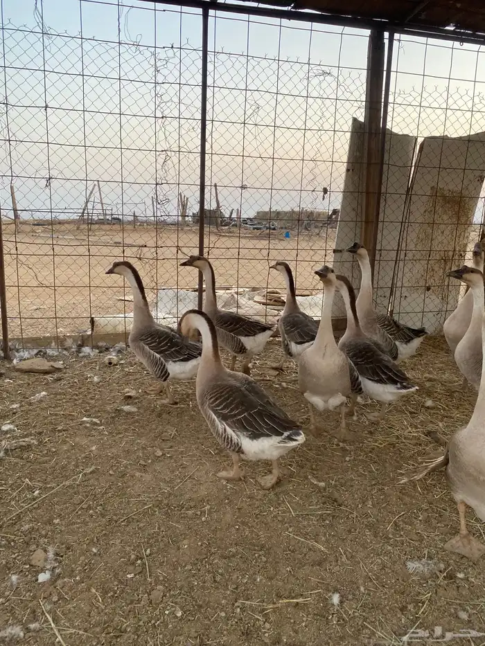 للبيع وز عراقي اصل 3