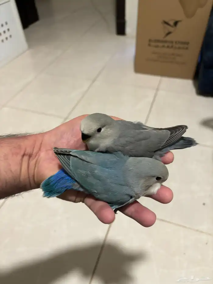 طير روز حصلته ضايع حي الطبيشي 0