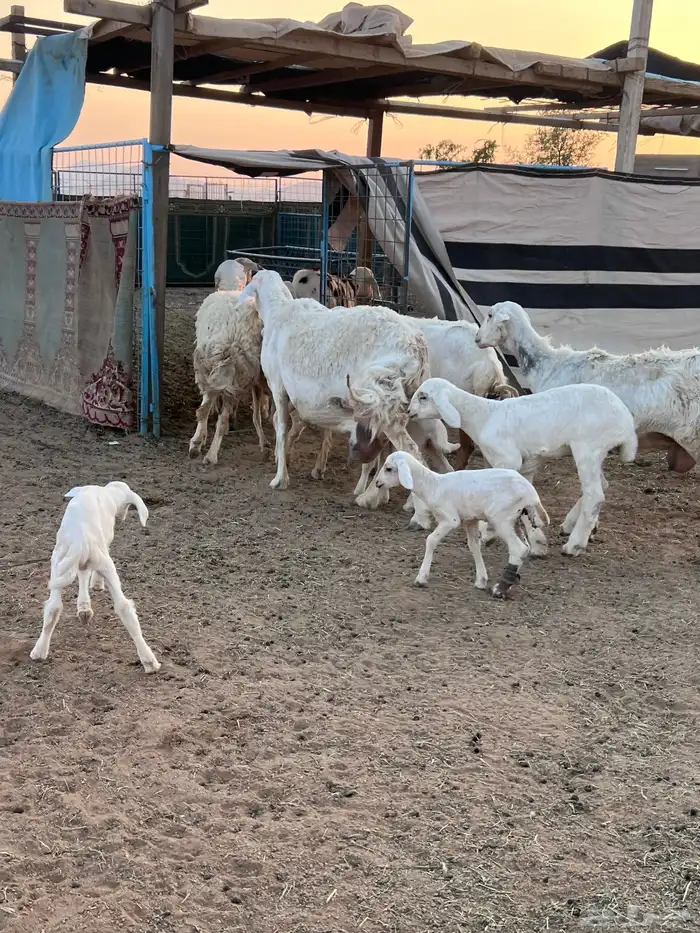 مراح حريات مواليد ولد 25