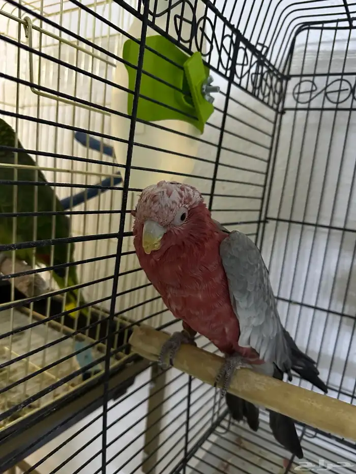 عرض على ذك ر كوكاتو جالا طفره 0