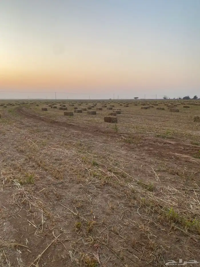 ذرة جيزنية 1