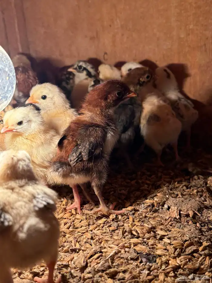 صيصان دجاج بلدي 2