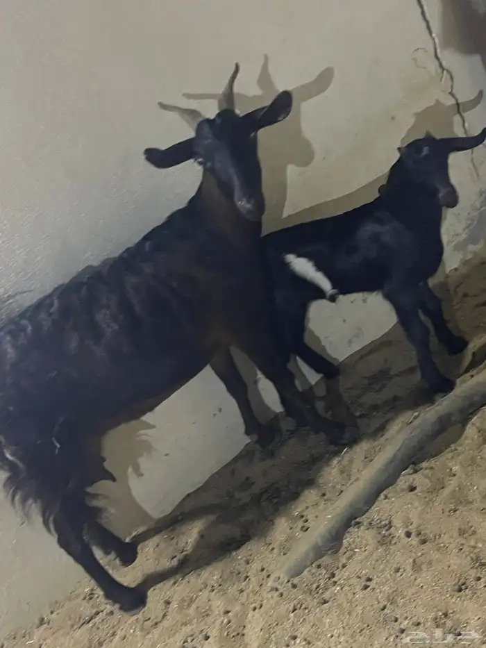 معزا ثلاث يتبعها ثلاث 0