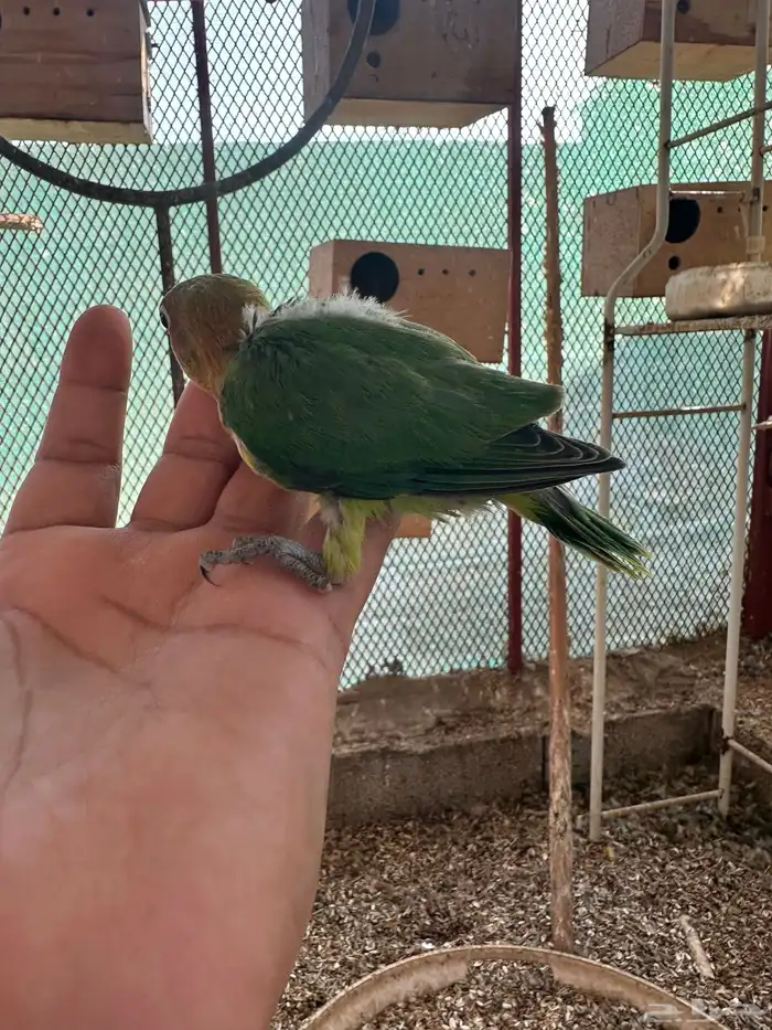 للبيع فيشر نهايه غر ب 70 2