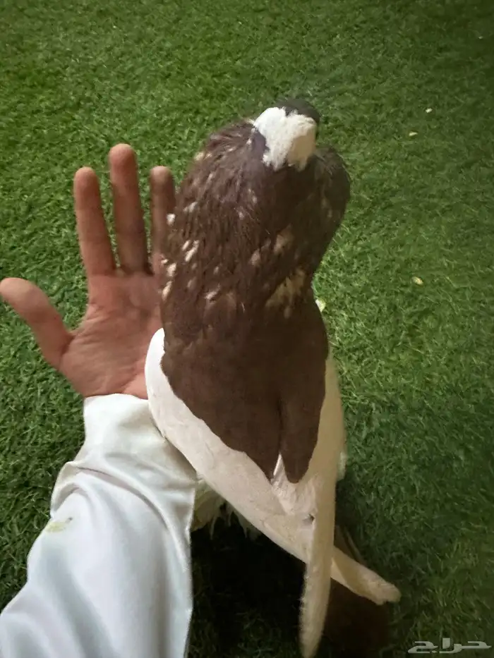 حمام زينه منتج نفاخ 18