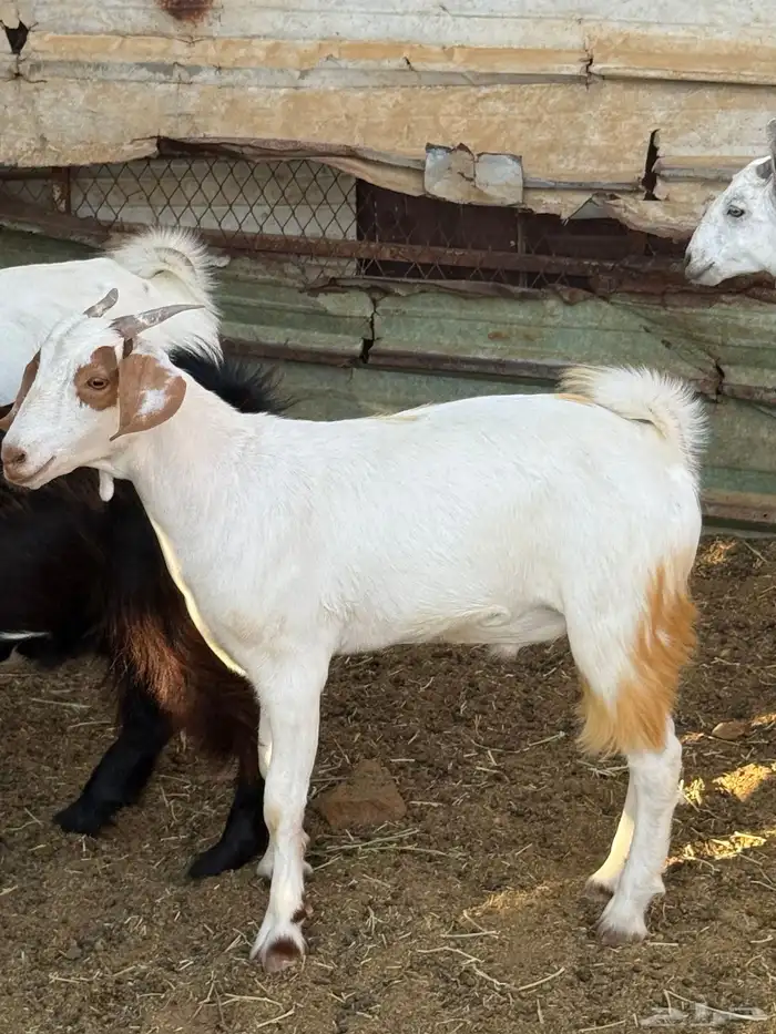 ذبائح بلدي للمناسبات والافراح تربية مو حلال والدي نظيفة 19