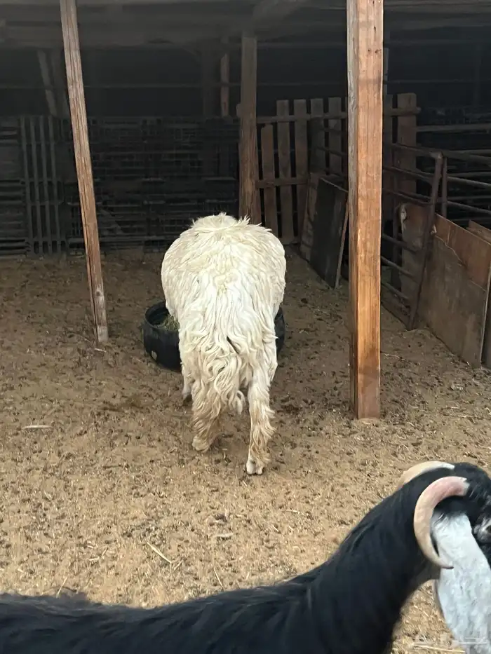 خروف اللبيع عمره جذع سمين 1