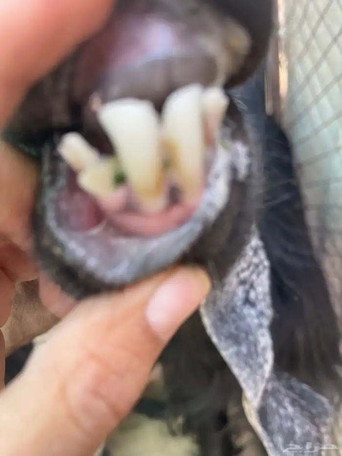 معزا خلفات 4