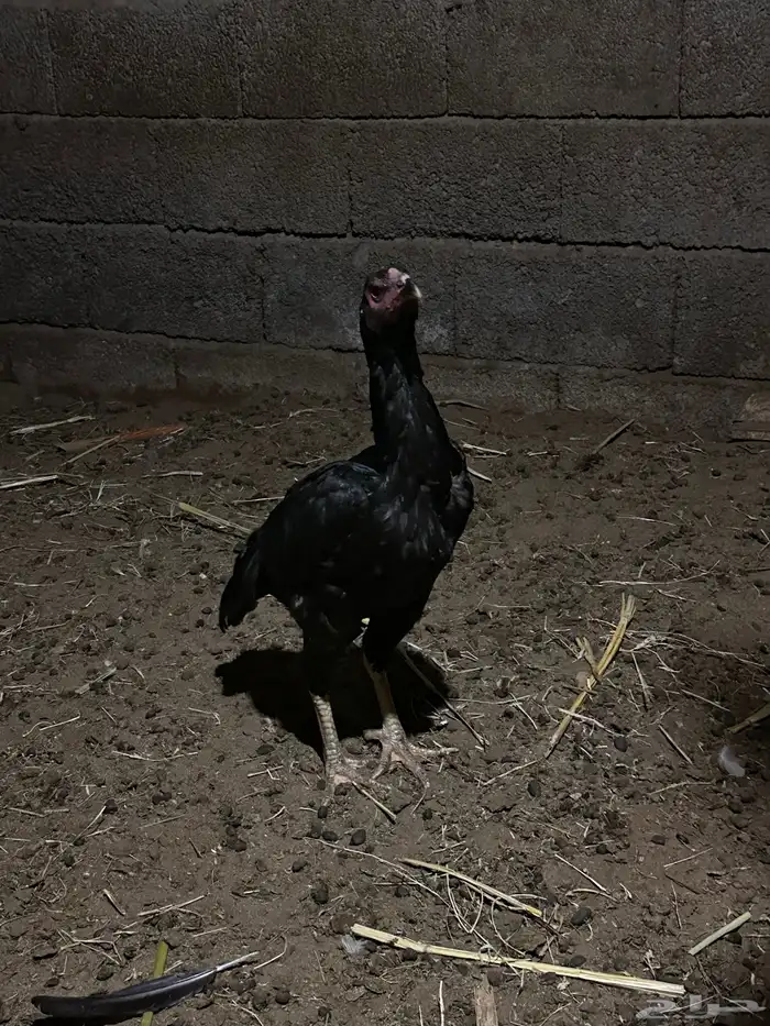 دجاج شامو اصيل ياباني 0