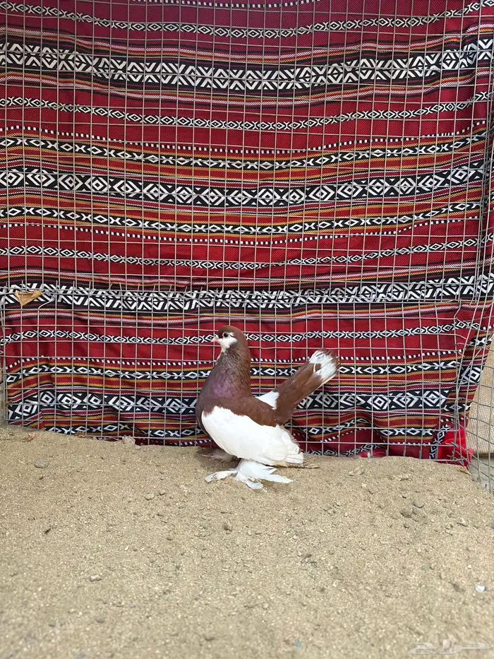 انثى فولكا للبيع 0