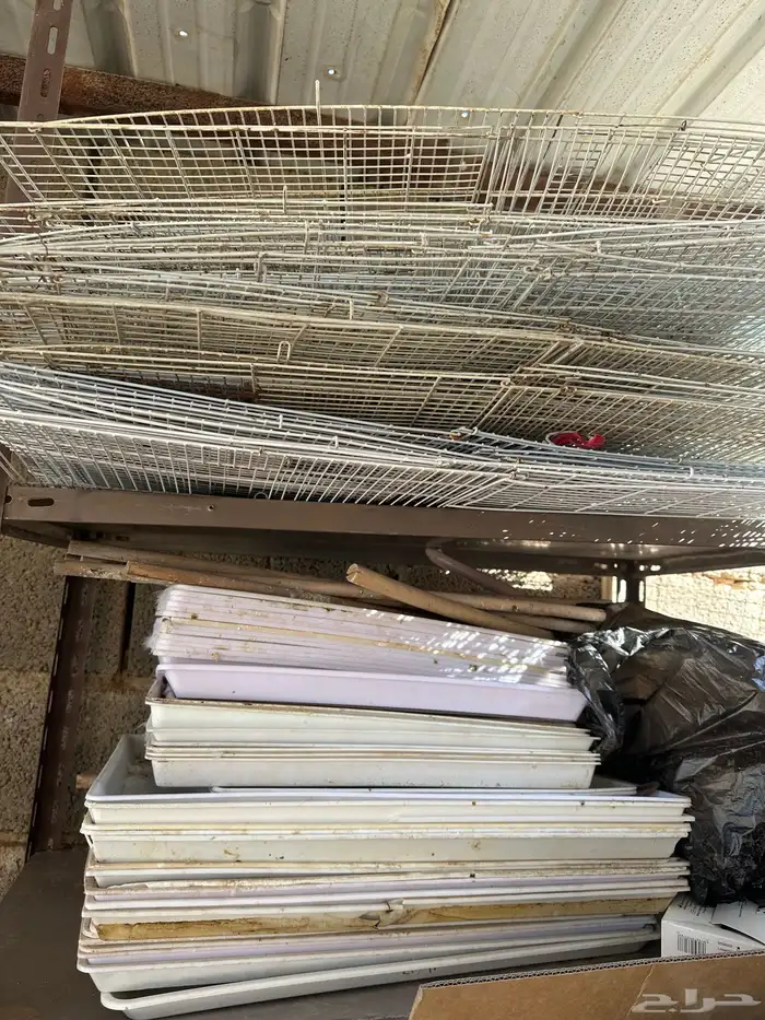 شبوك طيور 600-601 كناري 2