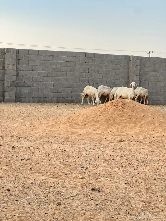 نعاج حريات 0