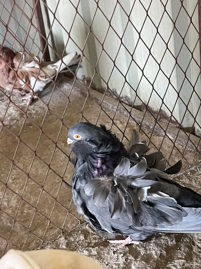 للبيع زوج كشكي  تب التب 1