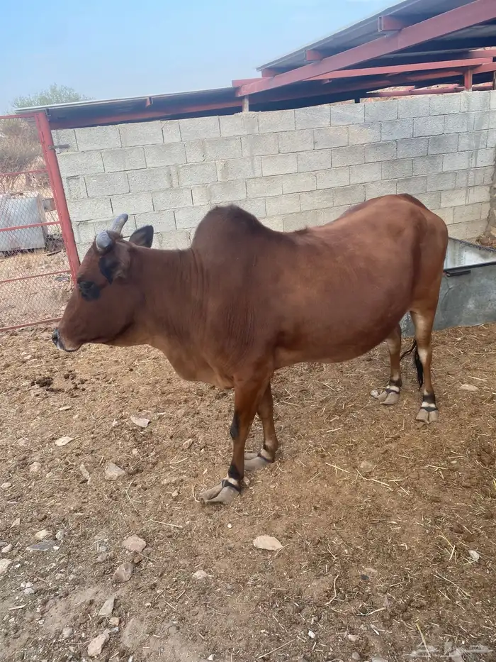 بقره للبيع 2