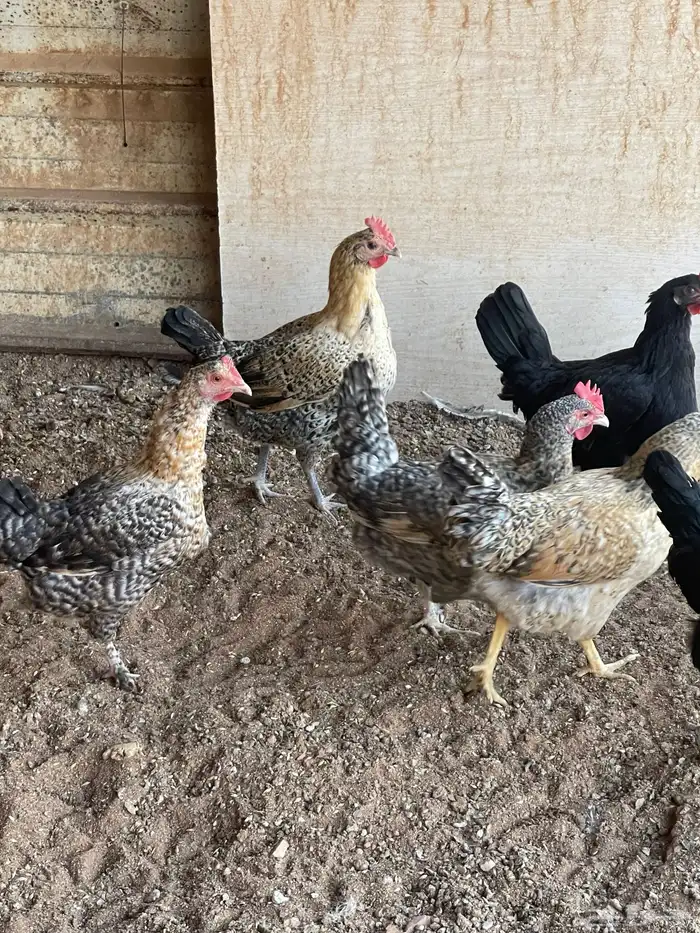 دجاج للبيع 0