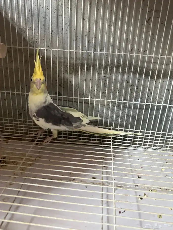 كروان ذكر للبيع 0