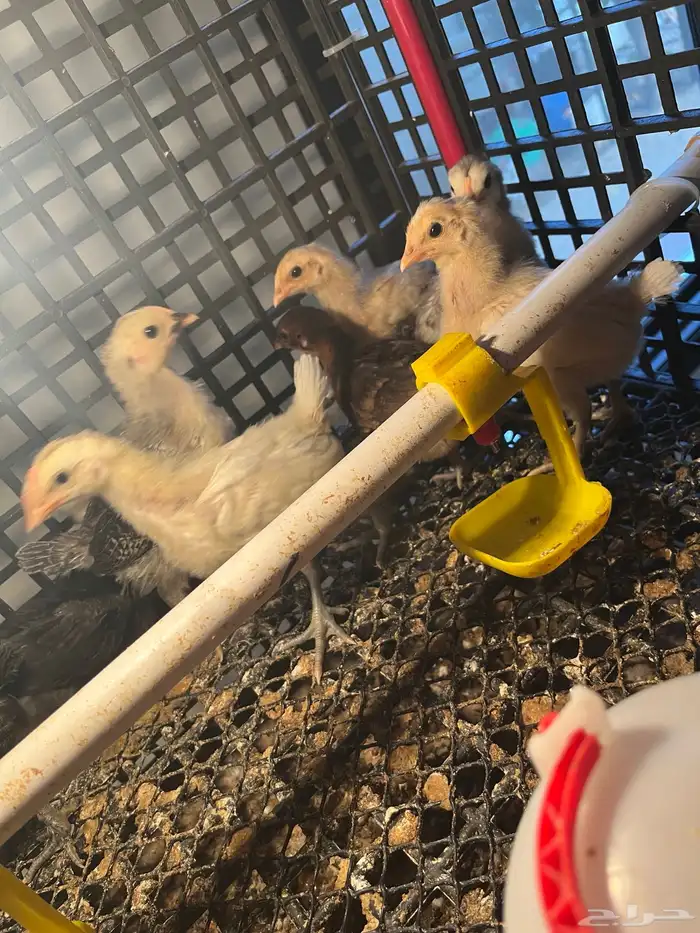 صوص فيومي وبلدي عمر اسبوعين 6