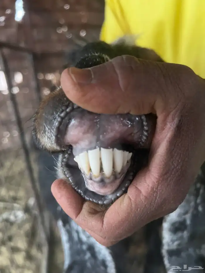 معزا صنف طيبه وجروم طيبه 14