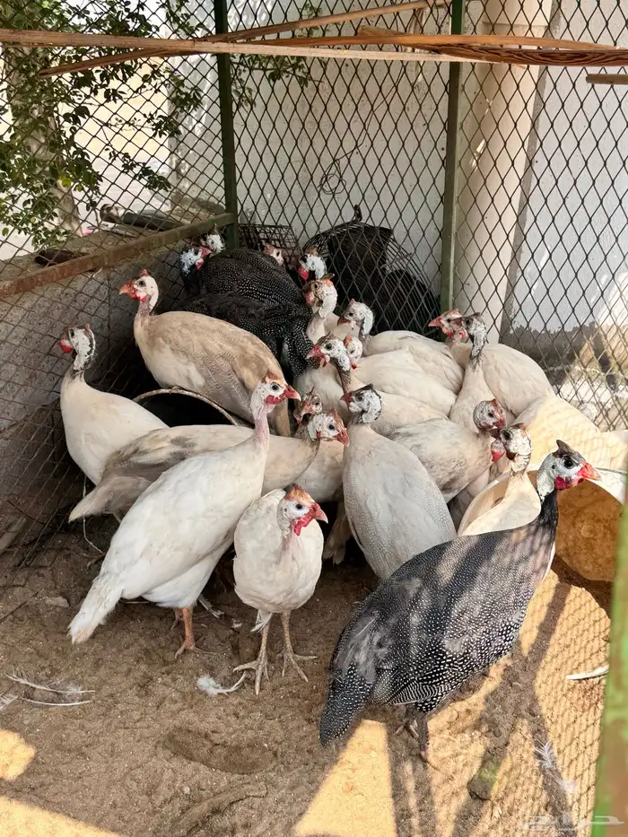 دجاج حبشي لون ابيض صك 4