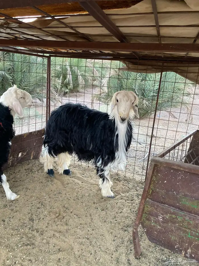 نجدي مشروع فحل 1