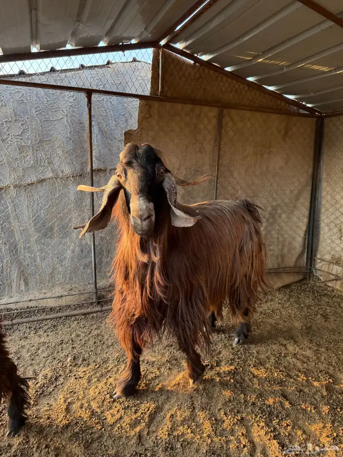 تبس فحل العمر 5 سنوات 2