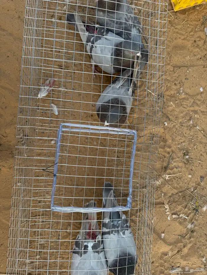 3اجواز فرنسي سلفر 0