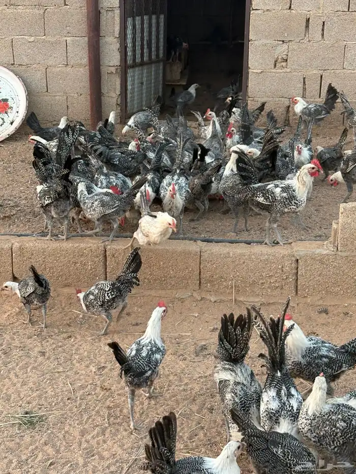 للبيع دجاج 4