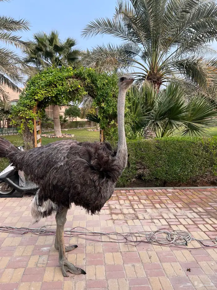 لحم نعام سنه ونصف العمر 0