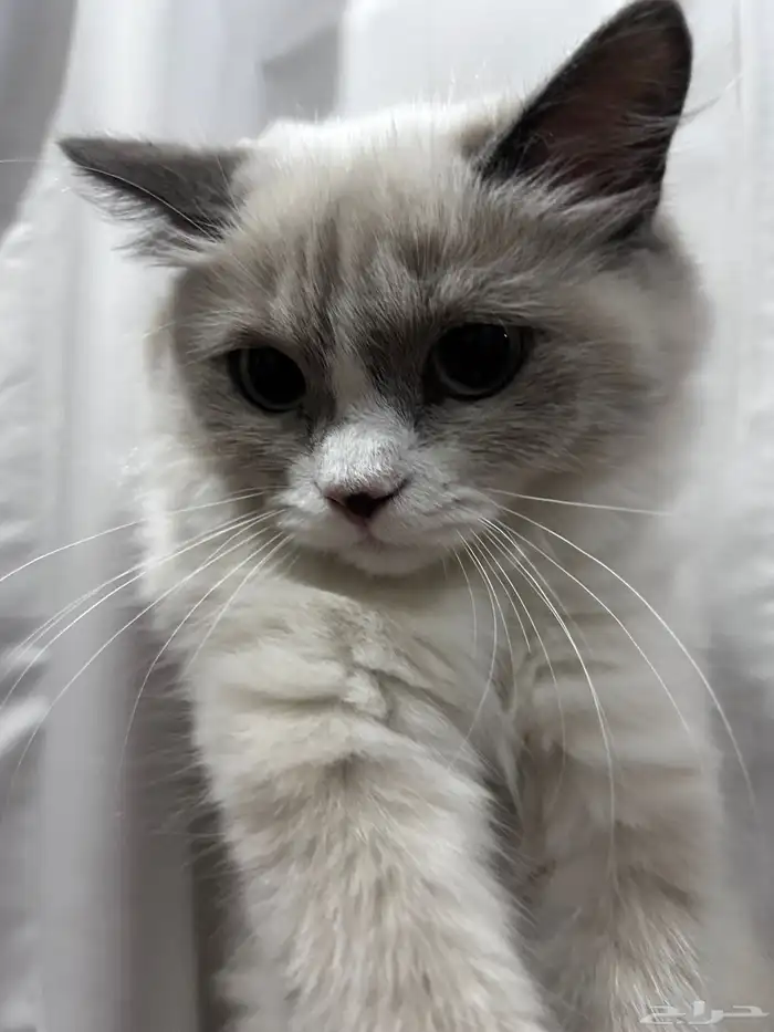 قطة للتبني 1