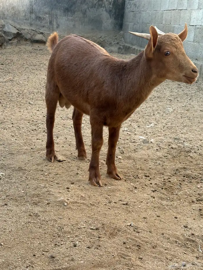 السلام عليكم تيس الموقع احد رفيده 1