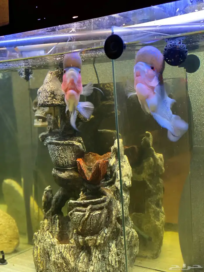 حوض سمك وزواحف تفصيل او صيانه الحوض 15