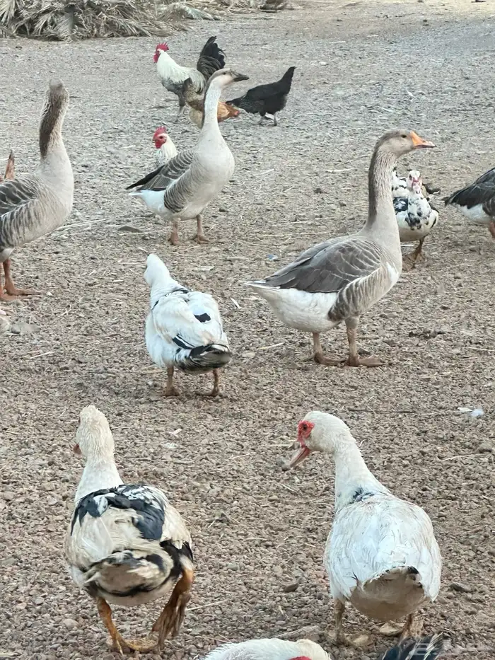 بط مصري بشاير 1