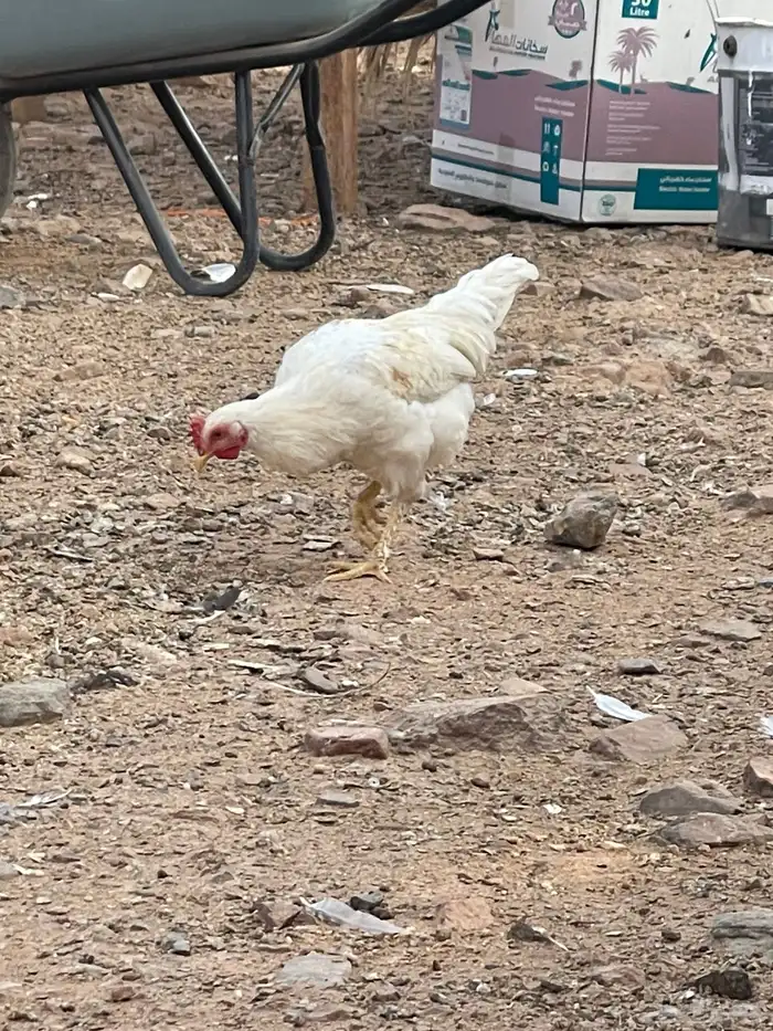 دجاج للبيع 8