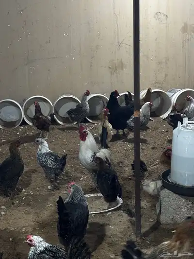 دجاج بياض مشكل براهما وتركي وبلدي وفيومي index