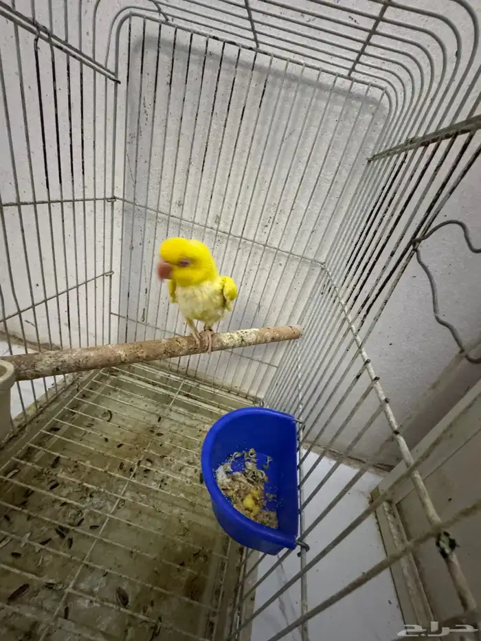 درة لا تينو 6