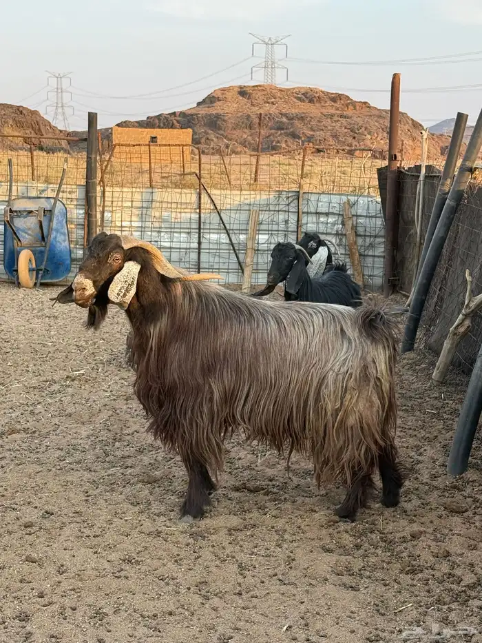 تبس فحل العمر 5 سنوات 4