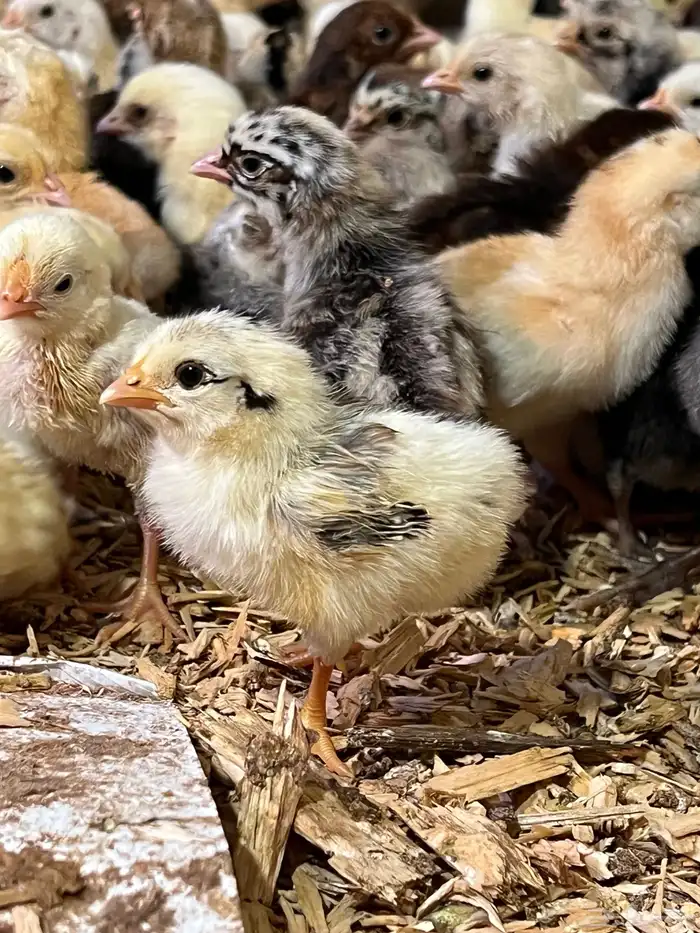 صوص دجاج بلدي 3