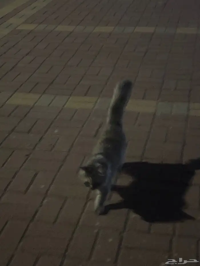 حصلت قط ضائع 0