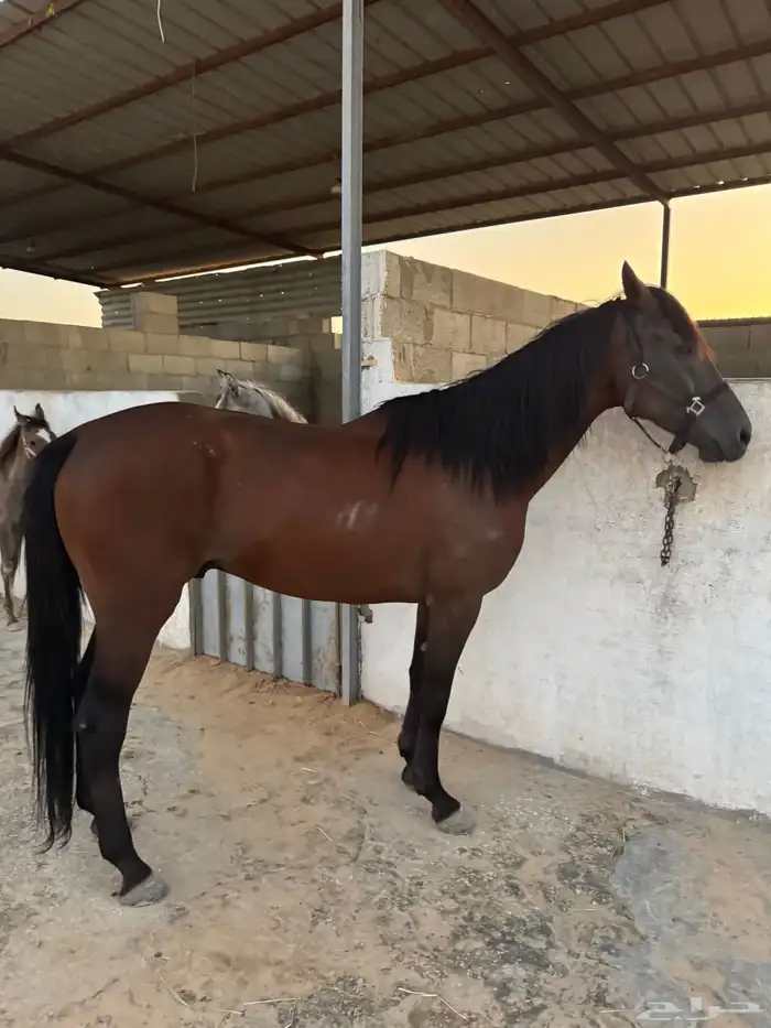 حصان واهو جزيري فرنسي 0