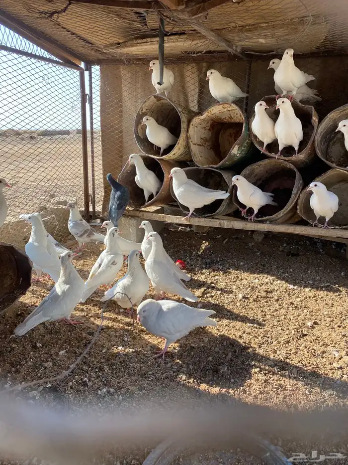 للبيع حمام فرنسي جامبو 0