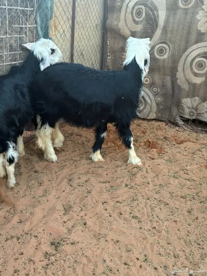 بهم نجد طيبات 1