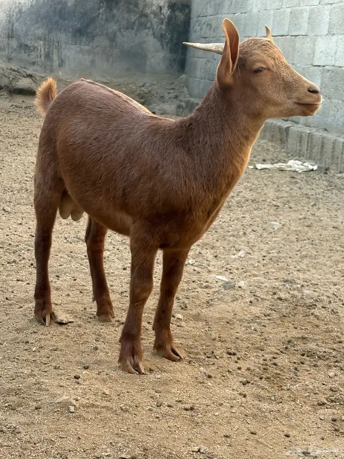 السلام عليكم تيس الموقع احد رفيده 2