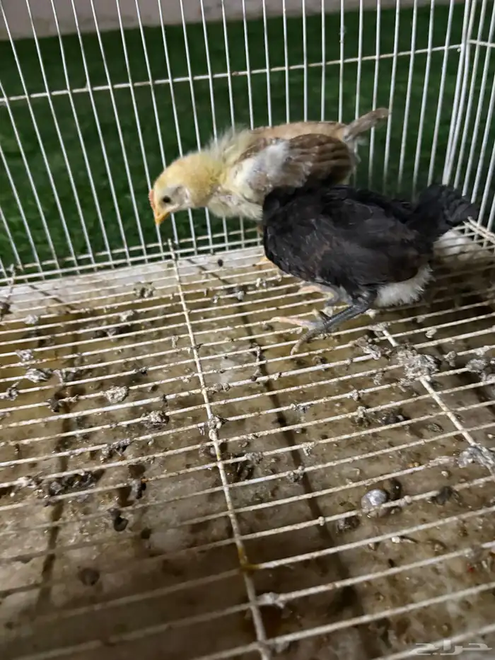 صوص دجاج بلدي 1