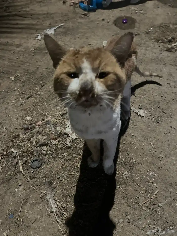 قط تعبان الي يقدر يساعده 1