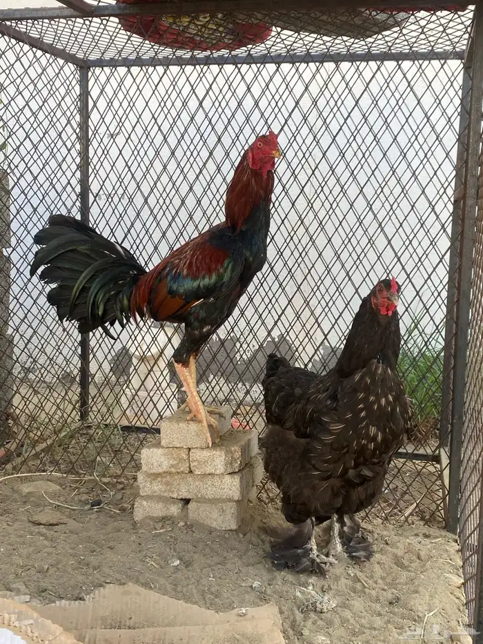 ديك باكستاني ودجاجه براهما 1