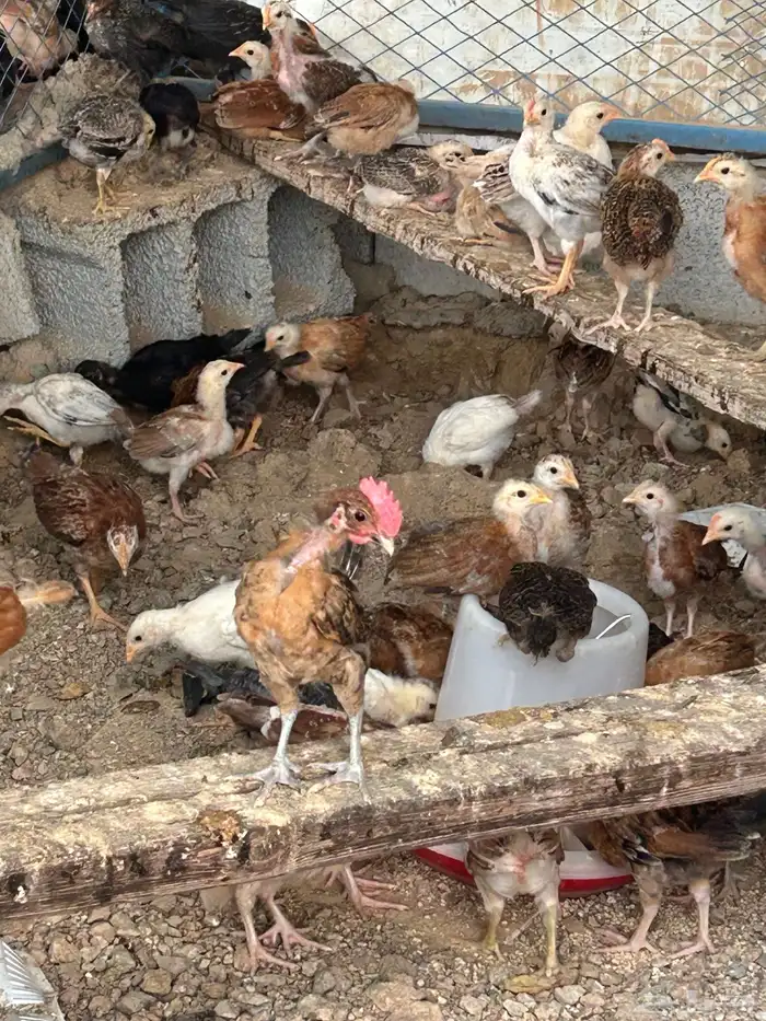 صوص عمر شهر 1