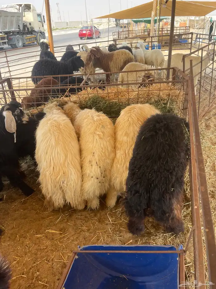 ذبايح عرب وتيوس 0