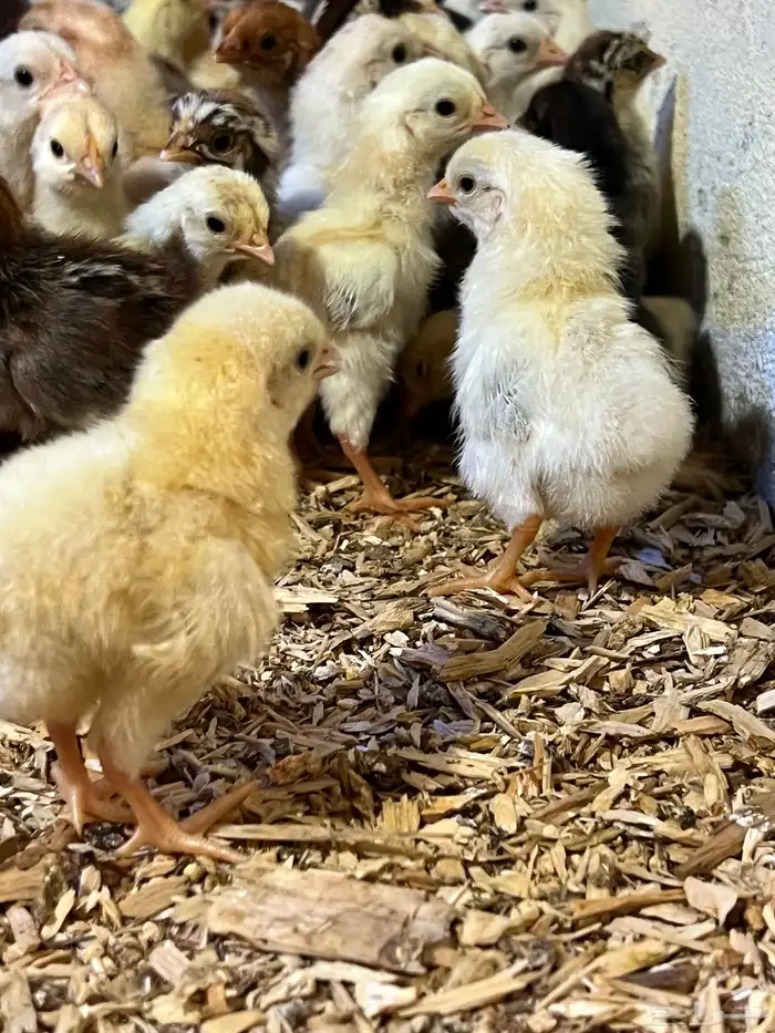 صوص دجاج بلدي 7