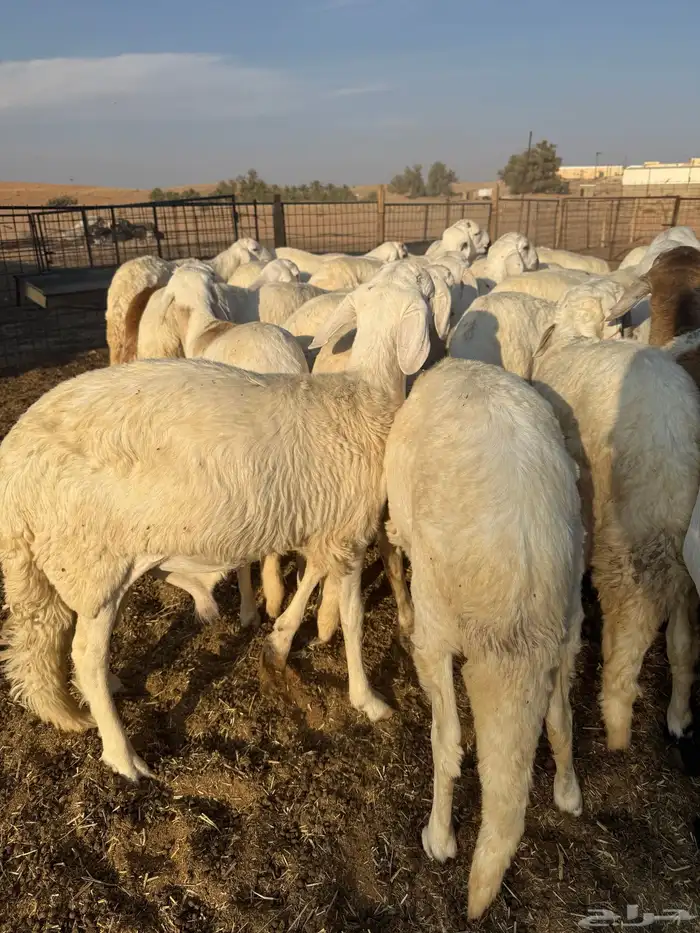 سواكن ذبايح مرابي 0