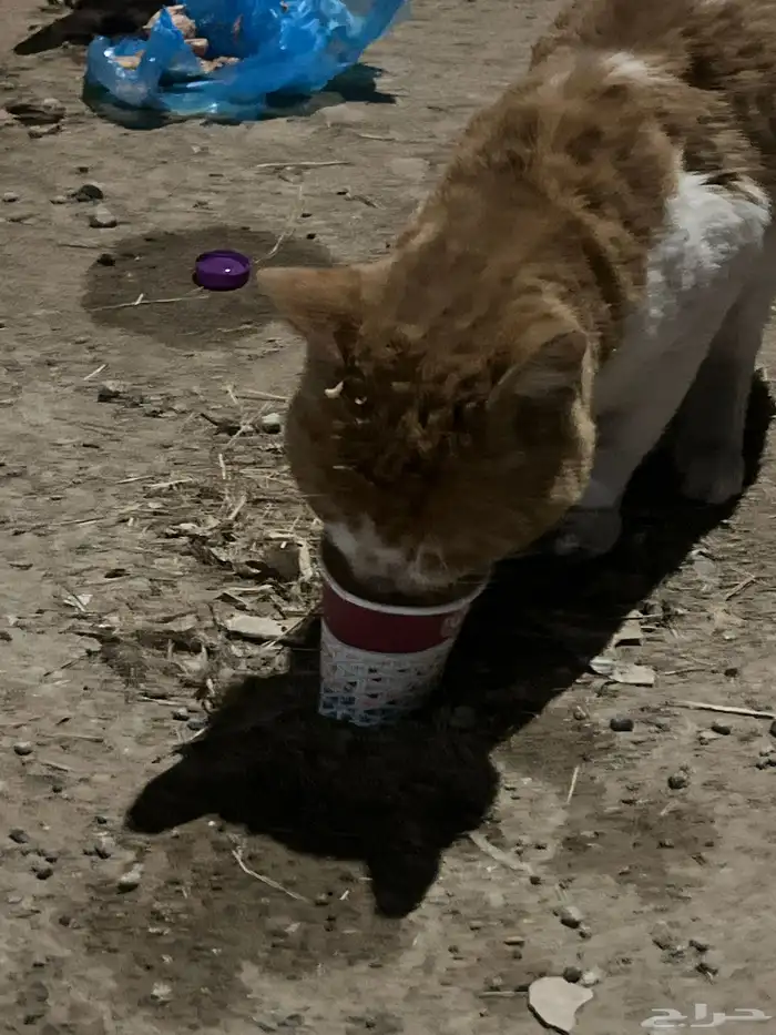 قط تعبان الي يقدر يساعده 3